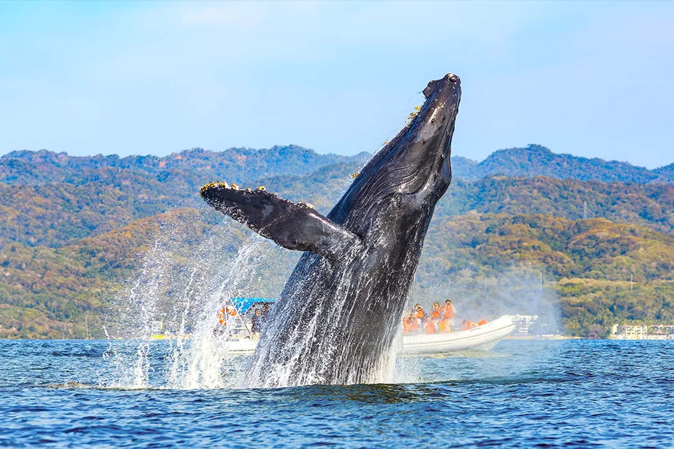 Las ballenas jorobadas demuestran que la homosexualidad está en la naturaleza